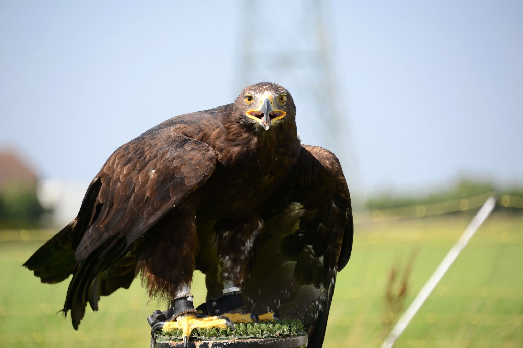 ../Images/Teylingen in rep en roer 064.jpg